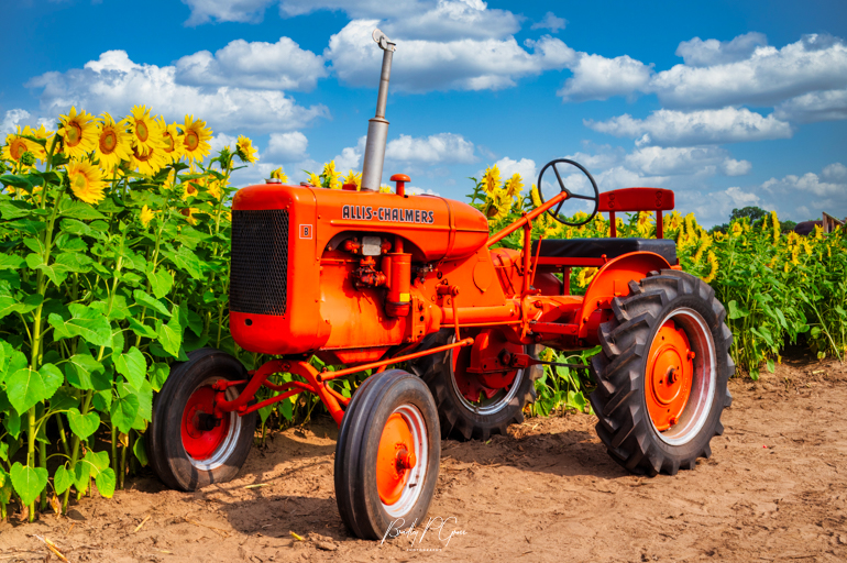 TheBubbaDude's tweet photo. 2023 Green Barn Sunflower Field Days
#sunflowers #sunflower #flowerphotography #beautiful #beautifulflower #flower #colorful #beautiful #natureisbeautiful #naturephotography #loversofnature #loversofflowers #flowerpower #flowersinbloom #best_wonderful_flowers https://t.co/pDB4RdPHTR
