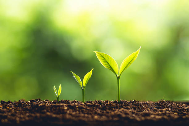 AndGenomics's tweet photo. 🌍 Genomics in the spotlight! 💡 Long-read sequencing technologies are  revolutionizing the way we explore plant genomes, fostering a new era of  discovery. 🧬 Step into the spotlight with this paper: https://t.co/UoXMTElZR5 #GenomicsRevolution #PlantGenomes https://t.co/ieJT2eHDG0
