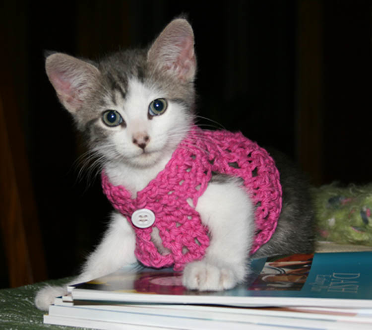 Kitty blushed when her date told her the sweater vest brought out the pink in her ears. 😻😸😻 #InternationalSweaterVestival @ThePhilosopurr @GeneralCattis @HarryCatPurrs @CatFanatic9 @LuminousNumino1 @TERRYW_UK @PeterRABBIT67 @briano29 @eliznoelle @EringoB02429272 @lymeist