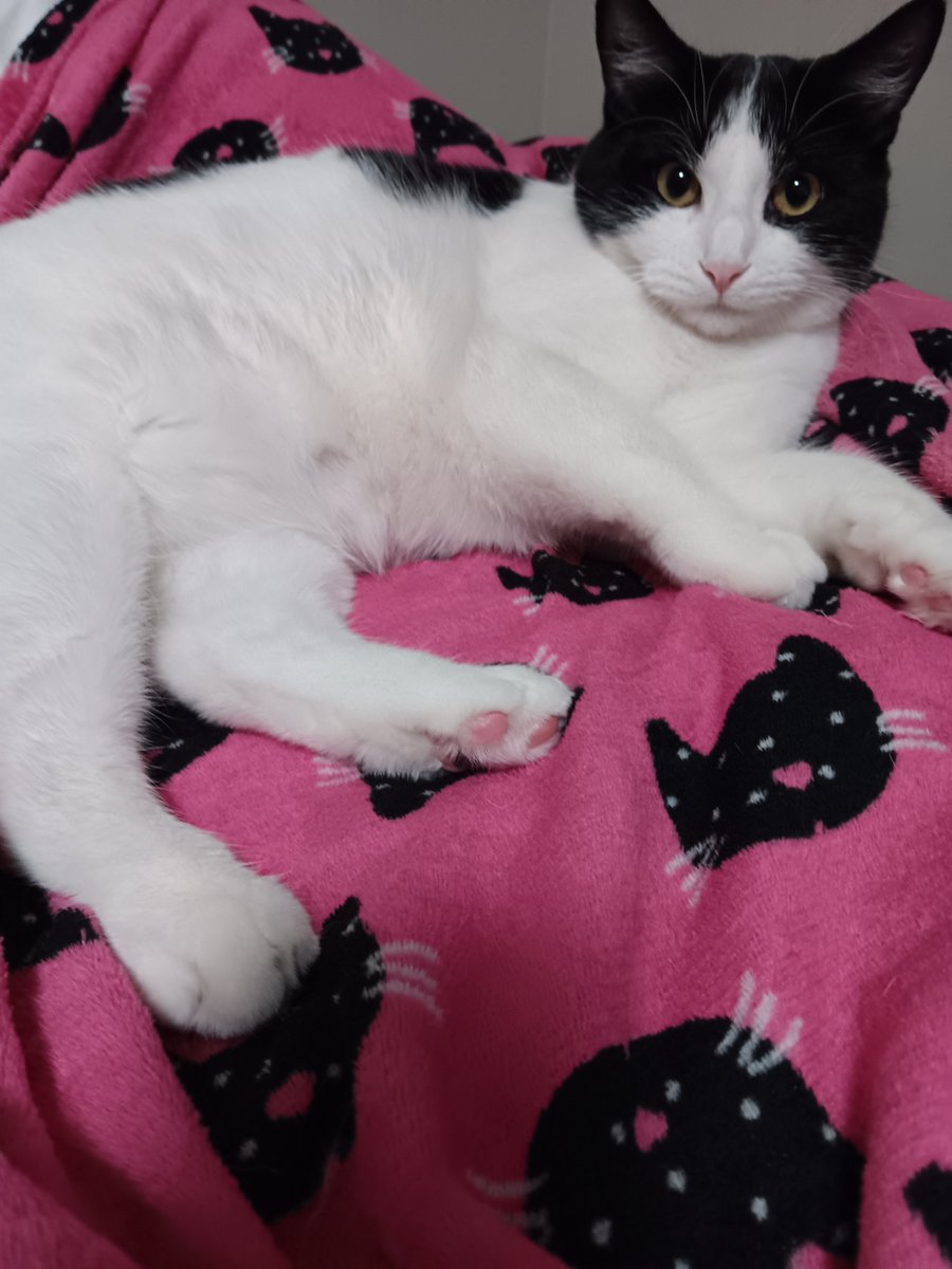 SeaShellsRule's tweet image. I adopted a new cat in June . Her name is Aurora.