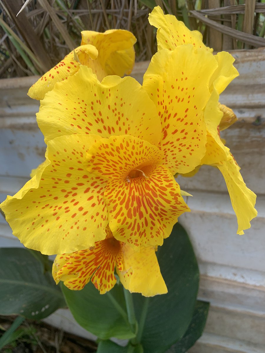 お邪魔したファームでさりげなく育てられてたお花があまりに綺麗で🥺