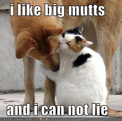 Doubters said their May/December romance would never last. It's December and they're picking out china. 🐕😘😸 #NationalMuttDay @ThePhilosopurr @GeneralCattis @HarryCatPurrs @CatFanatic9 @LuminousNumino1 @TERRYW_UK @PeterRABBIT67 @briano29 @eliznoelle @EringoB02429272 @lymeist