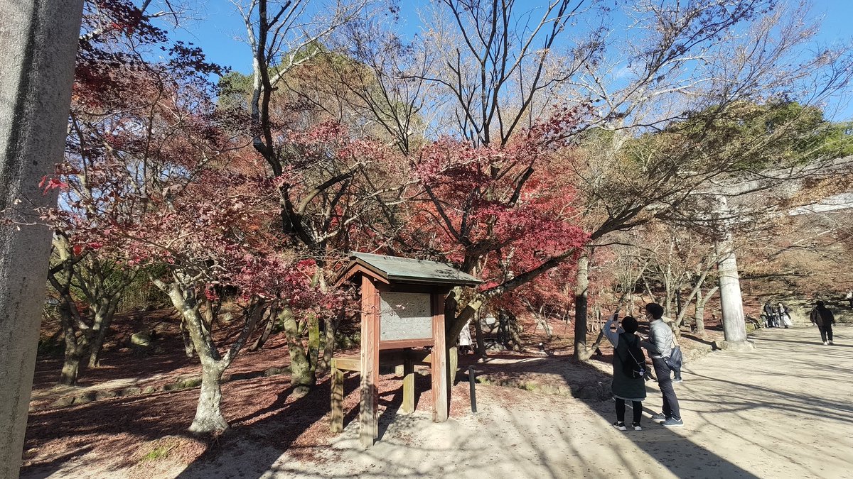 紅葉シーズンってことで昨日、竈門神社に行ってました🍁 神社自体はノータッチなのに紅葉以上に名物化してしまってるものがありますね…