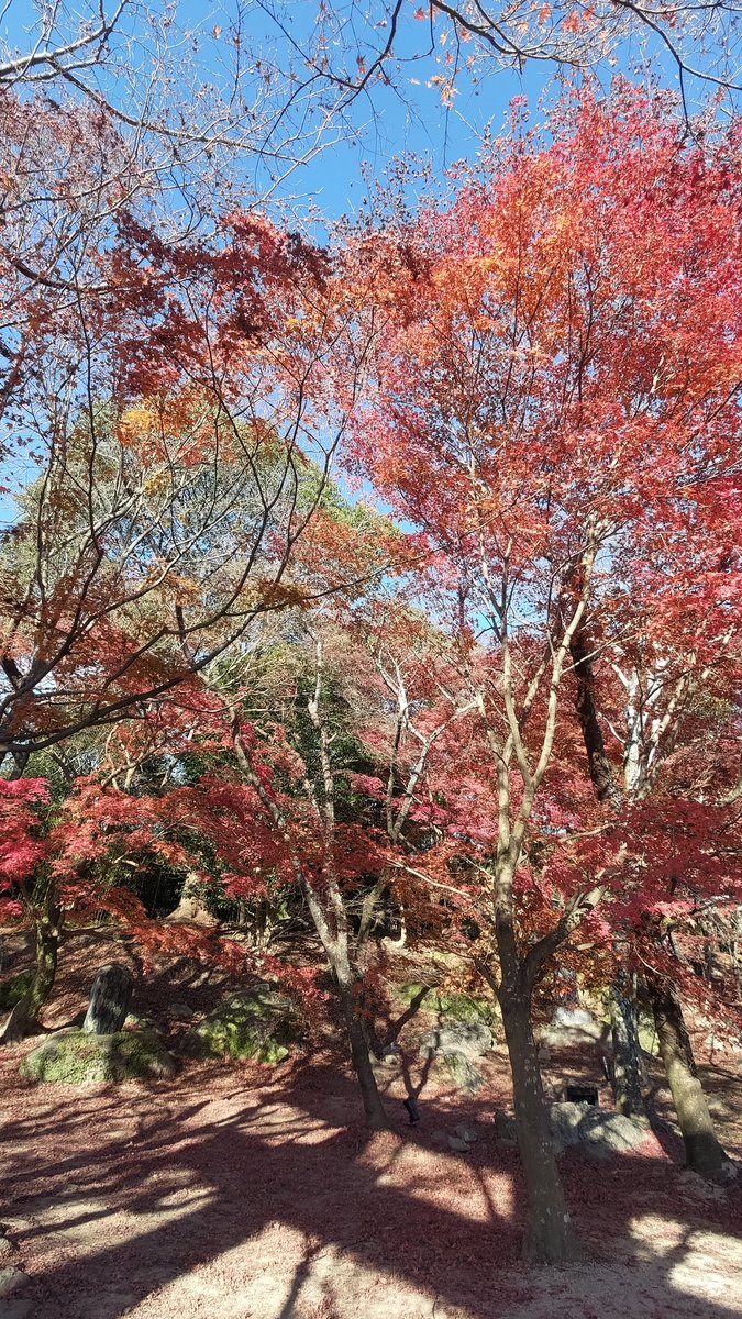 紅葉シーズンってことで昨日、竈門神社に行ってました🍁 神社自体はノータッチなのに紅葉以上に名物化してしまってるものがありますね…