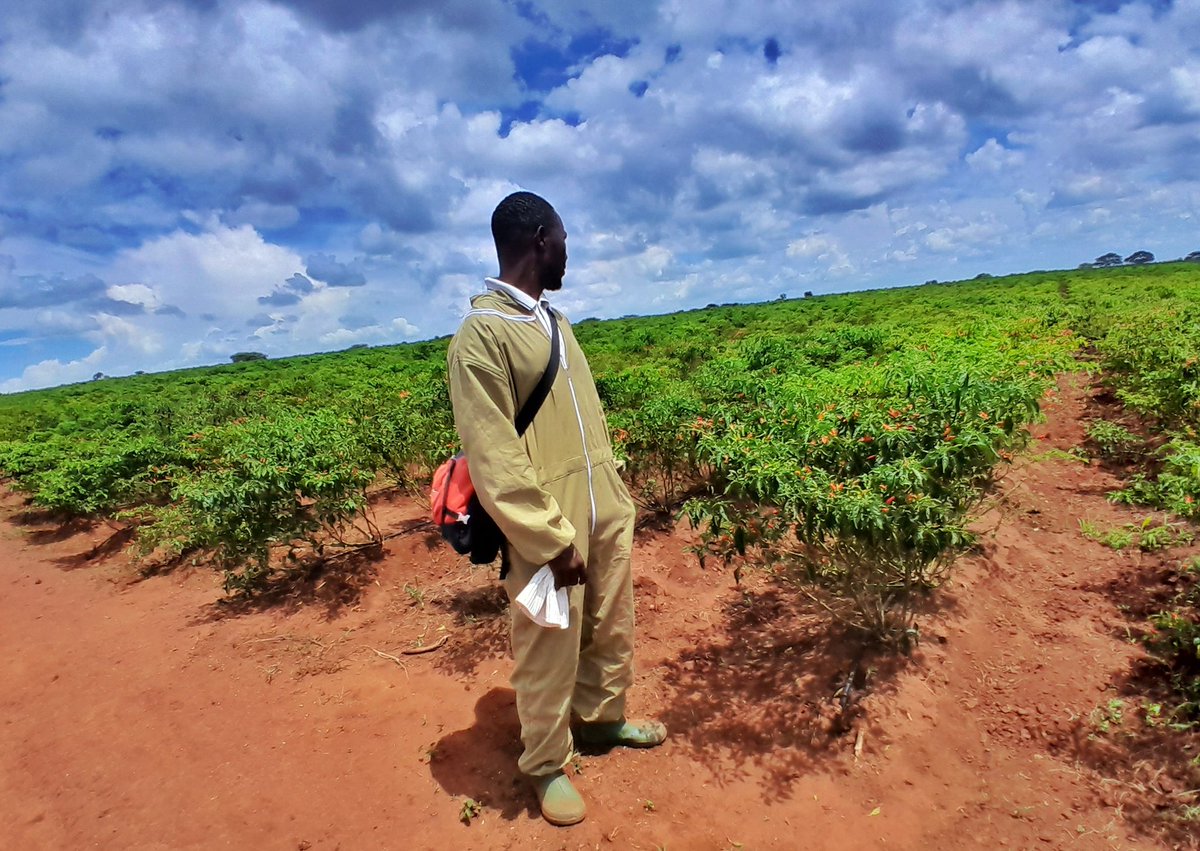 asali_tz's tweet photo. BEEGIFT PRODUCTS &amp; SERVICES  we had a good moment at GALAPO_BABATI,where we conduct a commercial Apiary survey to the PLANTATION  FARM(Horticulture &amp;other Crops)  situated along the Tarangire National park.The https://t.co/uryO27Bted