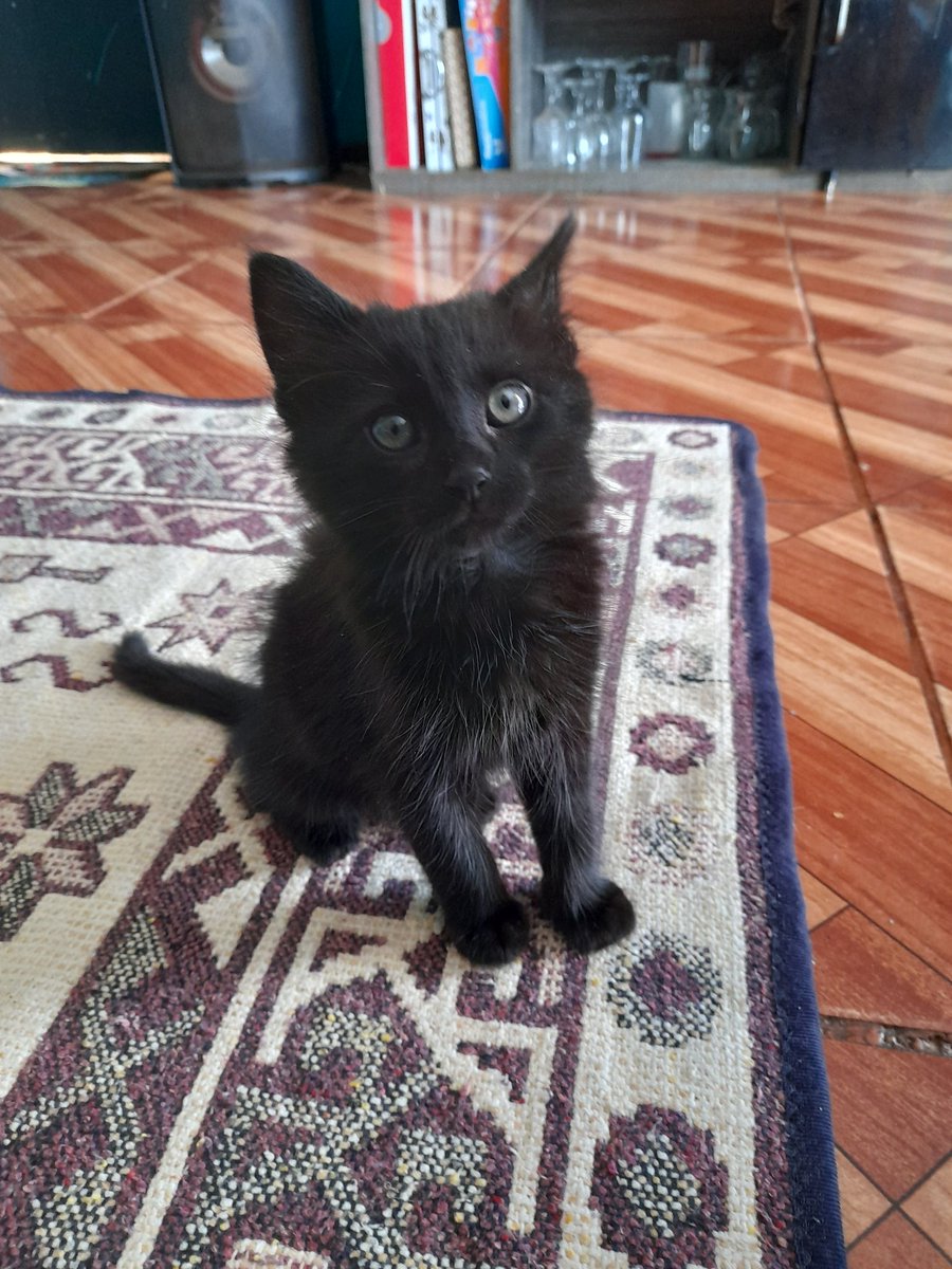 NeoKomaStar's tweet photo. @CatTalesTweets @ShouldHaveCat Looks like my cat https://t.co/AawIGiBy1I