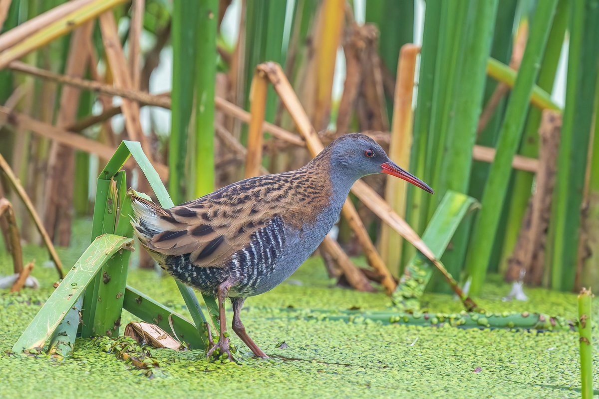 Water Rail One pretty bird. Jaipur, Rajasthan #india @IndiAves @ForestRajasthan @wii_india #birding #birdwatching #biodiversity