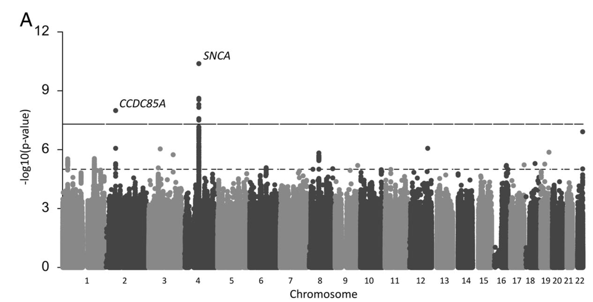 doctorveera's tweet photo. Great work on the genetics of Parkinson's disease in the Indian population by The Parkinson's Research Alliance of India, in collaboration with MedGenome and Denali therapeutics. 

Andrews, Kukkle & Menon et al. Mov Disord 2023. 
https://t.co/SKoxosWGf5

The authors have done a comprehensive analysis of the common and rare variant associations with different subtypes of Parkinson's (Juvenile, Young and Early-onset) in a sample size of 674 cases and 1376 controls. It's a modest sample size, but sadly the largest to date from India. But on the positive side, it's a well-defined set of clinical cases, which can be appreciated from the findings. 

In the common variants space, the authors have identified two loci, one known (SNCA, with perfect colocalisation with EUR signal) and one novel (CCDC85A). 

The authors performed rare variant analysis in two ways. 
Firstly, they searched for rare variants in known genes. Around 8.1% carried known pathogenic variants, impressively, 1/3rd of whom were carriers of PRKN mutations, in line with reports of early onset cases from other Asian populations, for example, China (https://t.co/s3sFZCK2fn). 

The more interesting finding is the association with GBA1, a well known risk gene. But the interesting part is the most of the risk variants identified seem to be exclusive to South-Asian populations, the most common being p.Ser164Arg, which is afais absent outside India. The authors even show in vitro evidence that this likely a loss of function variant.  The findings nicely complement a recent ExWAS in Southeast Asians (https://t.co/oWLtuLHhJ7), spotlighting lysosomal enzymes in the etiology of Parkinson's. 

Secondly, the authors performed rare variant gene burden analysis to discover new genes. Given the modest sample size, nothing came out significant. But interestingly, the top association was seen with BSN, a gene that has been recently linked with Mendelian-like obesity (https://t.co/WVujha0WXl). As previously noted by few, it's likely a neurodegeneration gene. It's interesting to see the Parkinson's association (but will wait for replication).

Overall, it's a wonderful and important work presented beautifully. Inspiring to see companies like MedGenome advancing the genomics field in India. 

Andrews, Kukkle & Menon et al. Mov Disord 2023.
https://t.co/SKoxosWGf5

Some recent posts:
1. A beautiful coincidence of two landmark papers behind the first CRISPR-medicine published side by side in a same Science issue 15 yrs before. (https://t.co/U0MKljEbpv)
2. Obituary of a beloved scientist Prof. Jeanette Erdmann (https://t.co/kCaeFS7ej5)
3. Looking back into the time gap between first human genetic evidence and regulatory approval of some famous drug targets (https://t.co/2JisLJyoV4)