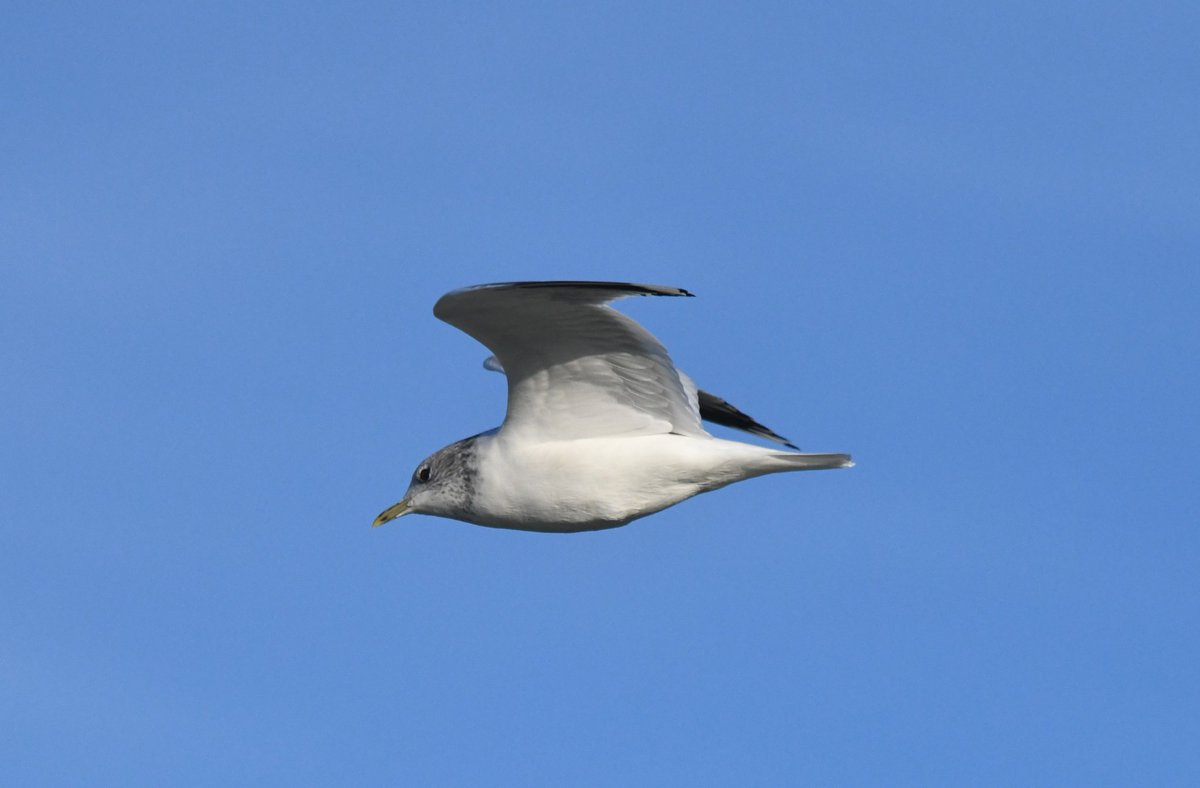 Common gull (I think) over exminster marshes yesterday morning, near turf lock, exe estuary!