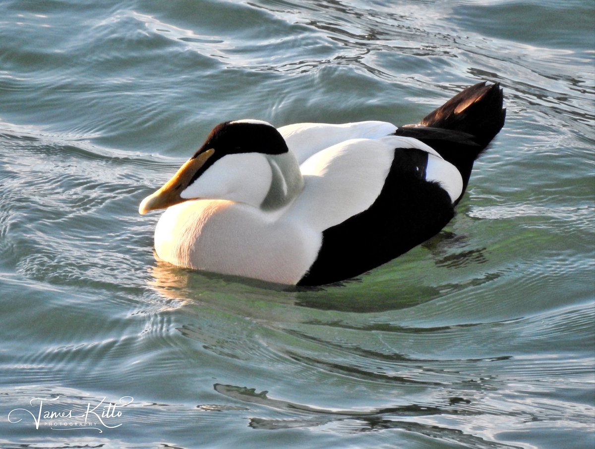 I was excited to have a close encounter with this handsome Eider drake in Penzance Harbour recently. A true seaduck, the Eider is the UK's heaviest and fastest flying duck. © James Kitto Photography 2023 Please feel free to ‘Like’ or ‘Share’. #eider