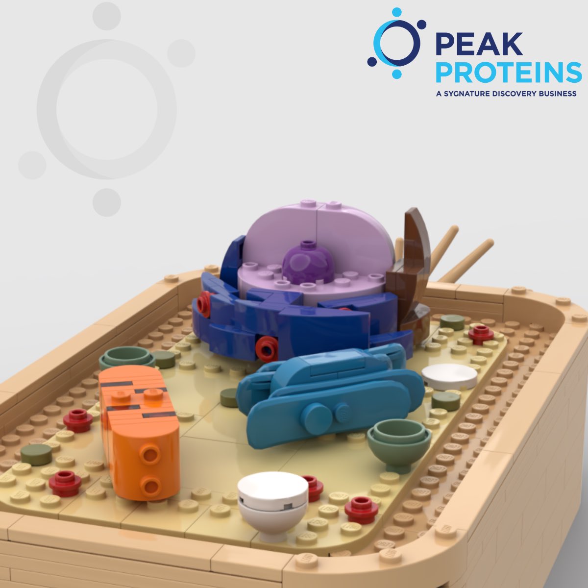 'Building' up to the Holiday Season - Day 10.

Cell Science at Peak Proteins (part of Sygnature Discovery). At Peak Proteins we can express proteins from a number of different cell types. Last year we introduced expression from CHO cells. lnkd.in/e7QnKFJX.