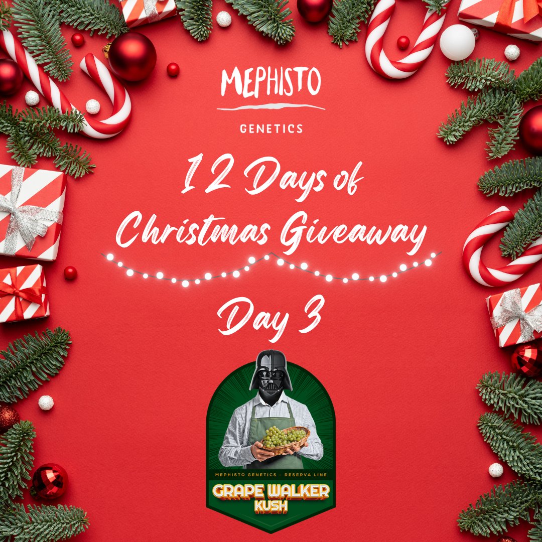MephistoGenetics (@mephistogenetic) on Twitter photo Mephisto Family, it's Day 3 of our 12 Days of Christmas Giveaway!
🎁 Prize Alert: Win a pack of the exquisite Grape Walker Kush! 🍇
Here's how to enter:
1️⃣ Follow us <a href="/MephistoGenetic/">MephistoGenetics</a>
2️⃣ Retweet THIS post
3️⃣ Tag 3 friends in the comments who'd love some Mephisto magic! 👥👥 Mephisto Family, it's Day 3 of our 12 Days of Christmas Giveaway!
🎁 Prize Alert: Win a pack of the exquisite Grape Walker Kush! 🍇
Here's how to enter:
1️⃣ Follow us <a href="/MephistoGenetic/">MephistoGenetics</a>
2️⃣ Retweet THIS post
3️⃣ Tag 3 friends in the comments who'd love some Mephisto magic! 👥👥