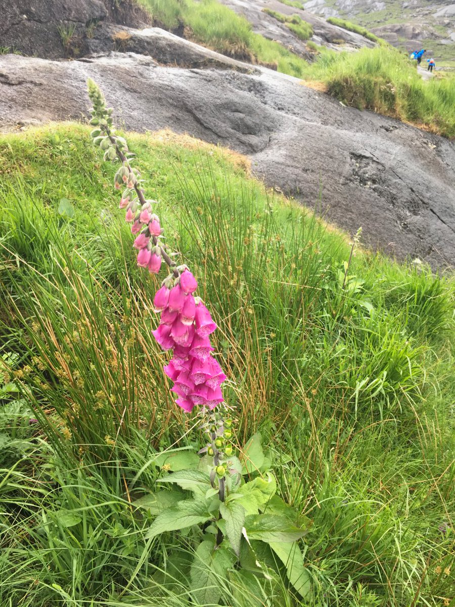 Dr. Dawn Bazely is @DawnBazely@mastodon.world tweet media