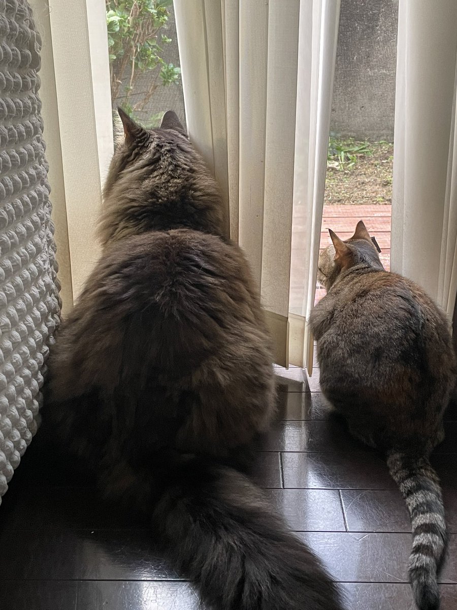 #猫好きさんと繋がりたい #猫部