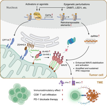 MolecularCell's tweet photo. CPT1A induction following epigenetic perturbation promotes MAVS palmitoylation and activation to potentiate antitumor immunity https://t.co/qZiiPNoFvl https://t.co/WLCbXVnM8a