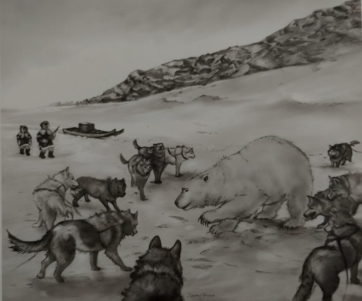 LHusky2023's tweet photo. Did you know that #InuitDogs #GreenlandDogs and #LabradorHuskies have been and still are used by the Inuit to hunt #PolarBears? The dogs are let off lead and chase the polar bears, encircling them so the Inuit can kill them. Videos are fascinating to watch. True #SledDogs ♥️ 🐺 https://t.co/dDoa4iKki2