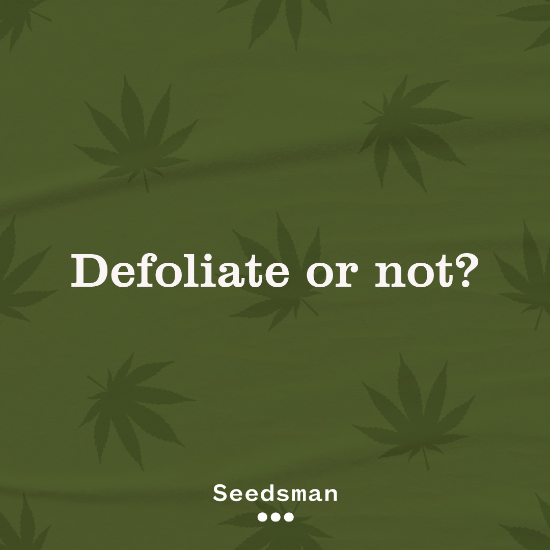 SeedsmanSeeds's tweet photo. 🌿🍃 To defoliate, or not to defoliate? That is the green dilemma. Share your gardening wisdom with us!

#seedsmanseeds https://t.co/Vm6WSDkh5W
