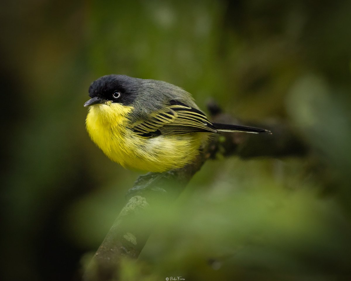 The angry looking Common Tody-Flycatcher. Titirijí Común (“Todirostrum cinereum”) #birdphotopgraphy #nature