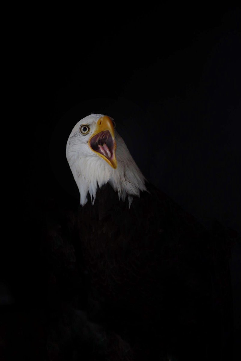 ronapi71's tweet photo. #boldeagles
#eaglelovers
#eagle
#followformore https://t.co/207HlyFJb2