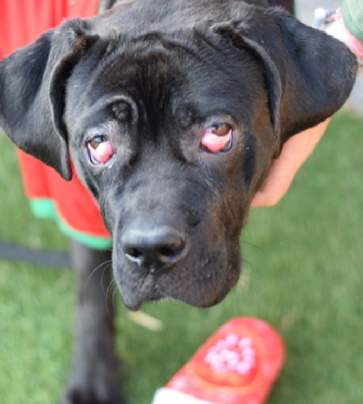 NMBewitched's tweet photo. Mermaid needs #CherryEye surgery it is effecting her eyesight. Charming girl is in danger
Please help her out https://t.co/p65glk8ueL