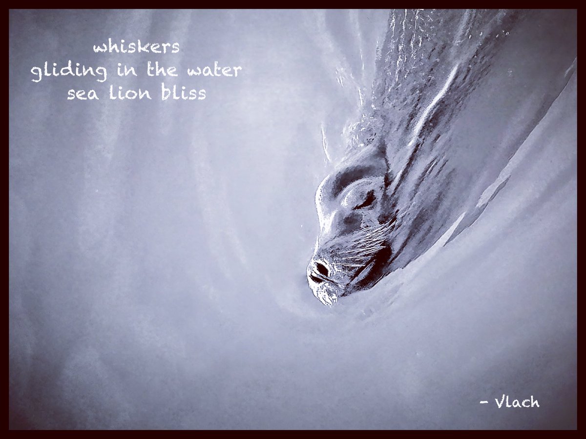 #haiga #haiku #senryu #poetry #micropoems #photography #Shahai #bnw #blackandwhitephotography
#bodegabay 
whiskers 
gliding in the water 
sea lion bliss