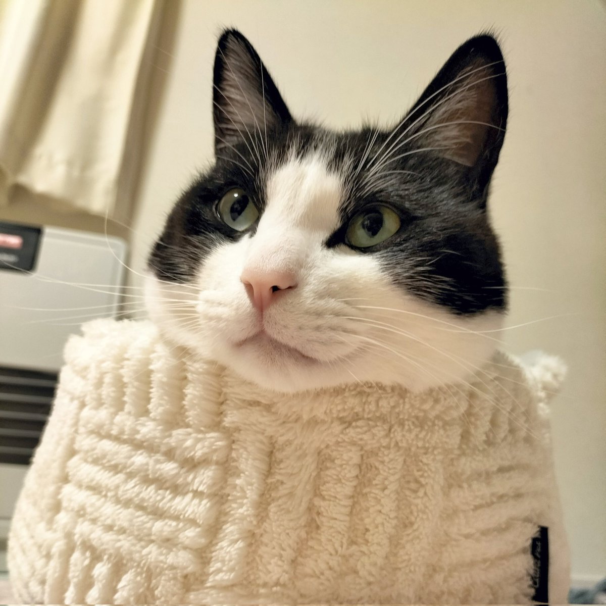 neko_mac_'s tweet photo. お饅頭みたいなマック
#猫のいる暮らし https://t.co/9EtzRAsQKj