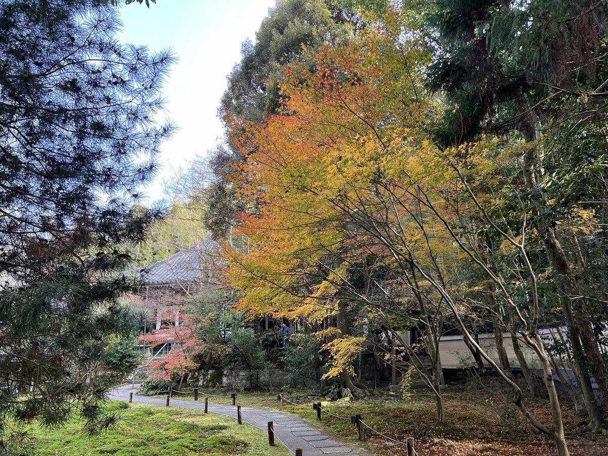tocokyoto's tweet photo. 街の喧騒がウソのように、静かで人少なめ、ゆっくり過ごせる青蓮院。紅葉の様子です。散っていってますが見頃もあり🍁 https://t.co/rQvLxCSc3C