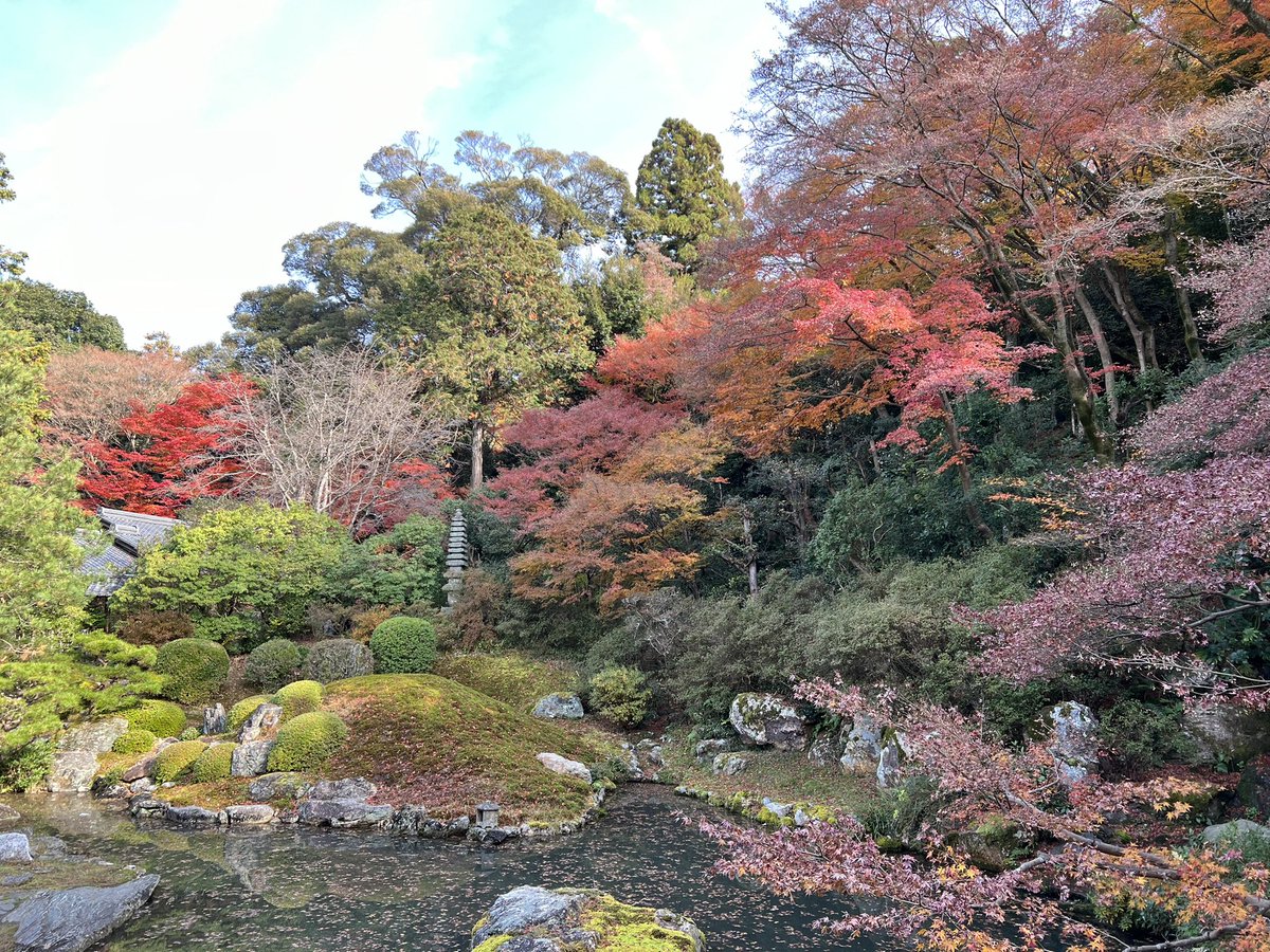 tocokyoto's tweet photo. 街の喧騒がウソのように、静かで人少なめ、ゆっくり過ごせる青蓮院。紅葉の様子です。散っていってますが見頃もあり🍁 https://t.co/rQvLxCSc3C