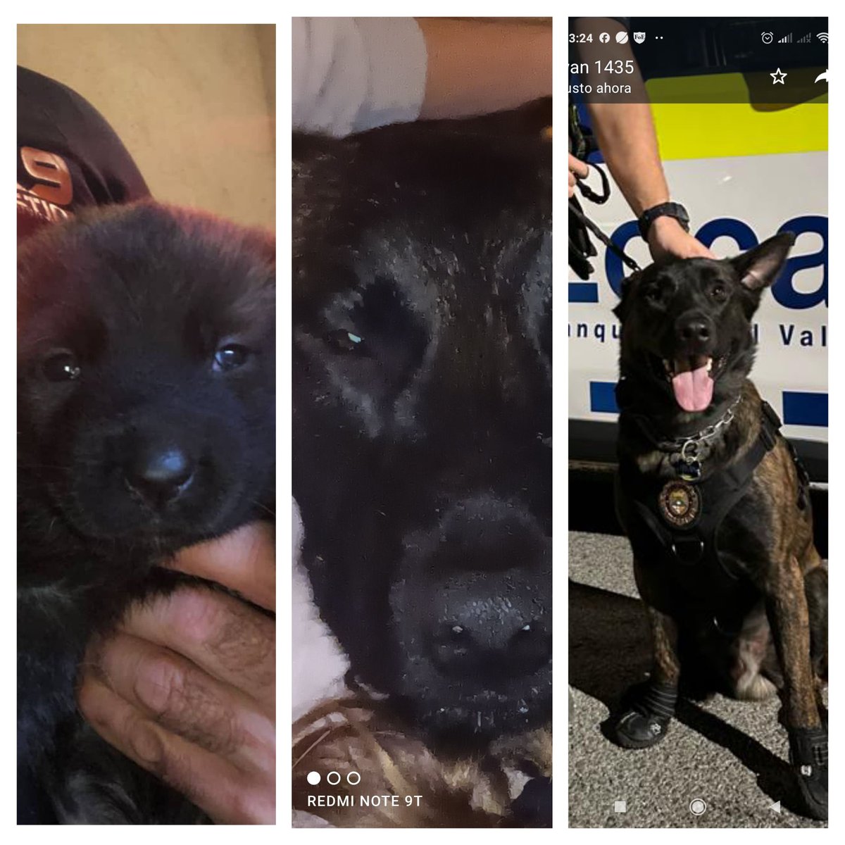 Bope1013's tweet photo. Por qué naciste...Para ser...Mi mejor compañero!!!💪👮@k9 https://t.co/1fHSkWbrKU