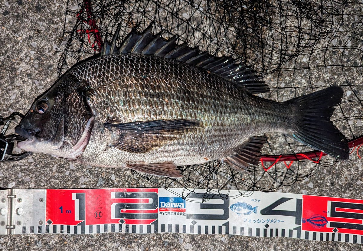 oni03's tweet image. 今夜の結果は一尾のみ・・・やはりいつもと同じ様なサイズのクロダイでした。