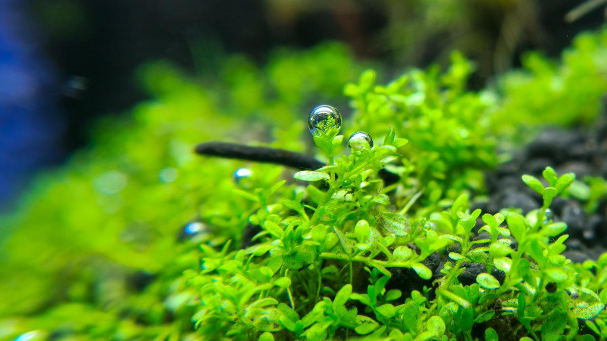 CD_Musgrave's tweet photo. Some of the new #HCgrass 🌱 pearling 🫧 #O² #Aquascaping https://t.co/a27yxfsui9