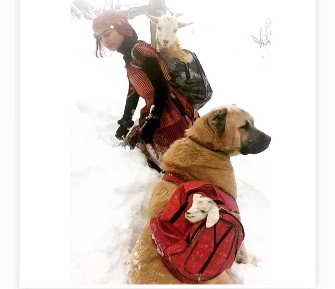 Hülya 🕊️ tweet media