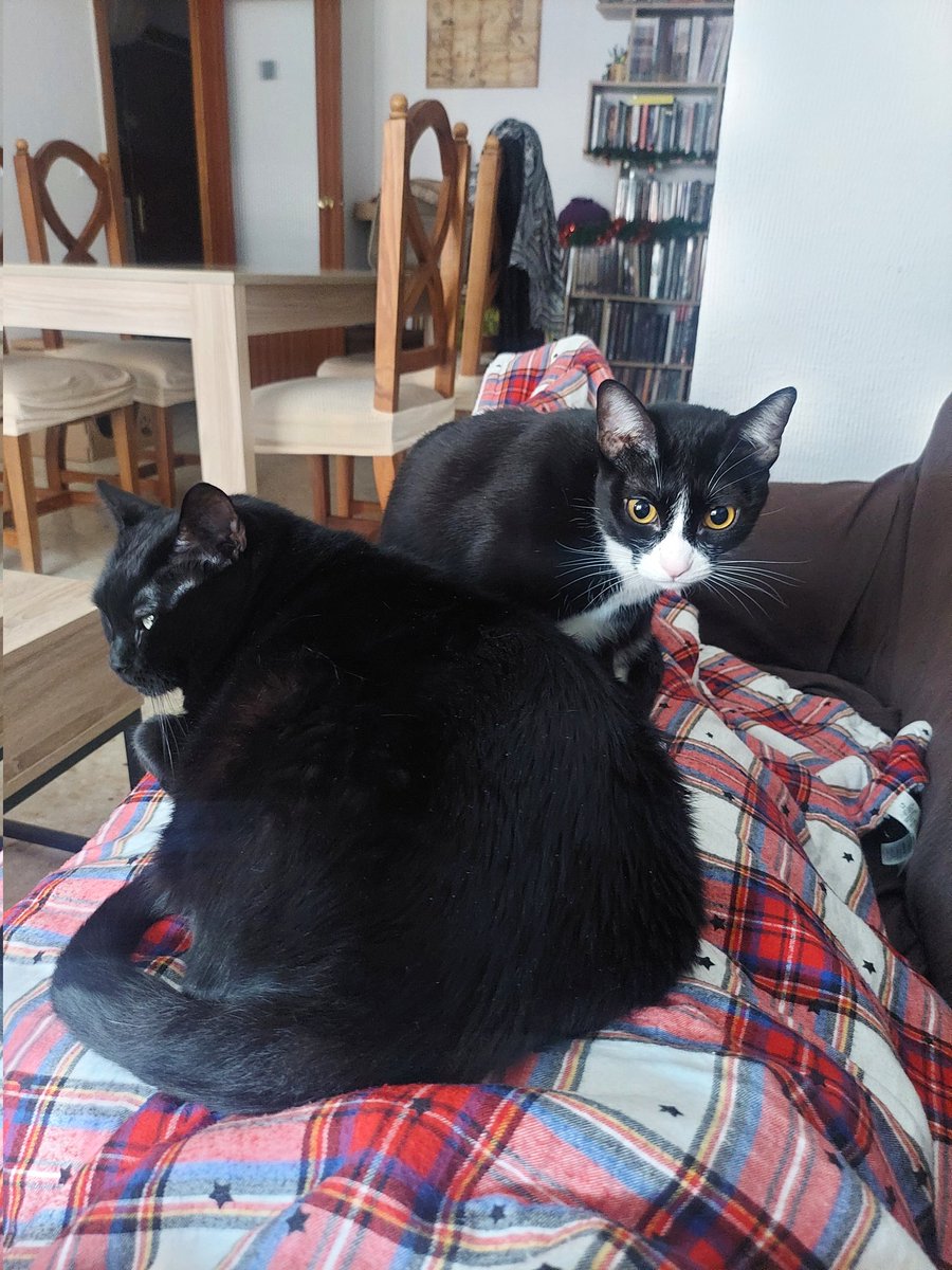 Debería pintar o limpiar o hacer algo productivo pero he sido atrapada por una manta de domingo y sepultada por gatitos