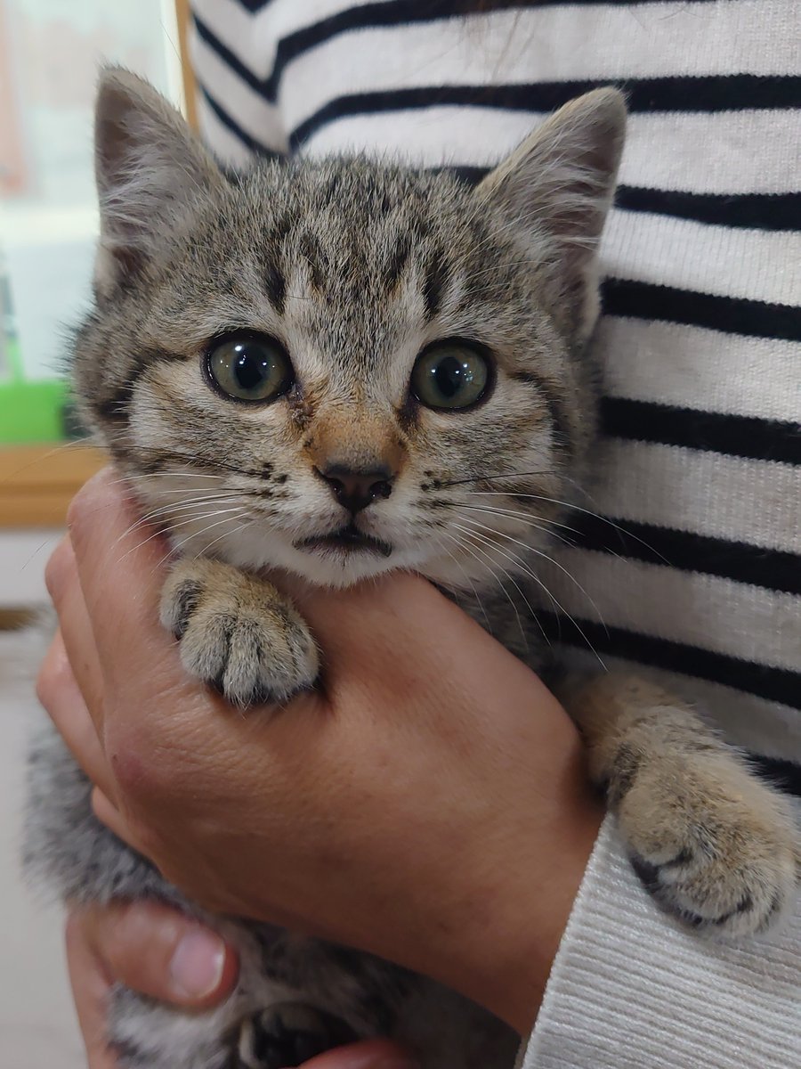 serayu0809's tweet photo. こんなに可愛い子猫が未だお声掛け頂いておりません😭
このお顔にピン❗と来た福岡県及び近郊の方々。
むちゃくちゃ可愛いマヌルネコみたいな女の子💕
モッフモフでズングリムックリですが、可愛いのなんの😂
是非この子をお迎えしてくださる有志の方のお返事待ってます♥
一緒に年を越しましょう🌄 https://t.co/TC6XDJkjJs