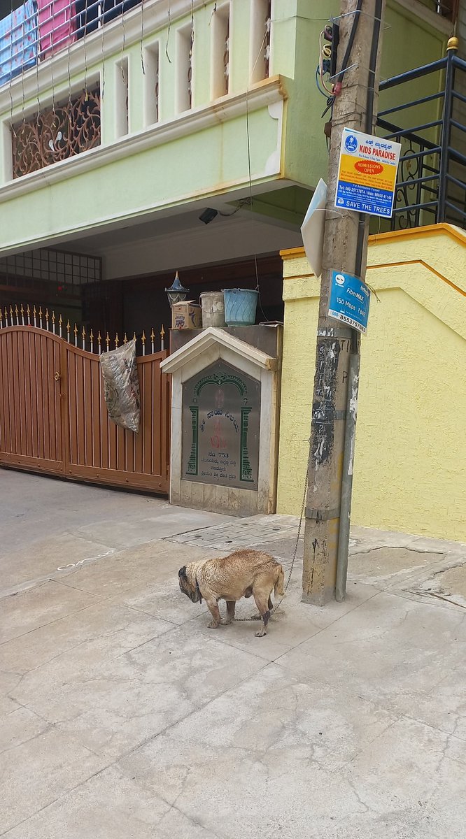 akaushik759's tweet photo. There's a distressed Pug tied to a roadside pole in HSR layout sector 3

I've tried contacting some animal rescue services but 1 denied, the animal husbandry number is switched off, no reply from another

Can anyone tag the right people whom I can reach out to?

@peakbengaluru https://t.co/LeAqZZ5LO5