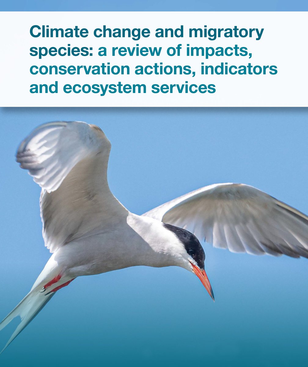 Key #COP28 moment for #MigratorySpecies: 

👉🏽 bit.ly/JNCC-CMS-Review

#ClimateBreakdown catastrophic impacts:

🌳 Loss of habitat
💨 Increased extreme weather events
🌍 Wide-scale ecosystem dysfunction 

Disrupting breeding & migration 

Call for urgent #EcosystemRestoration 💚