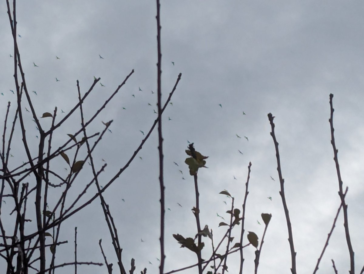 300+ golden plovers ar beesdon lane, Harpeden this morning #hertsbirds