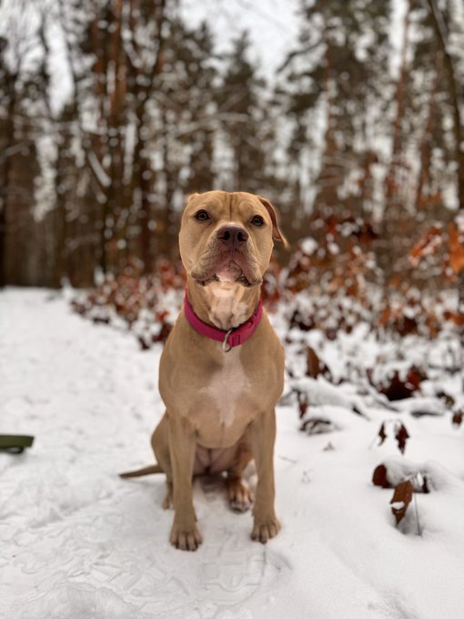 Nice to live next to the forest 💞 https://t.co/ytOE6SUgP2