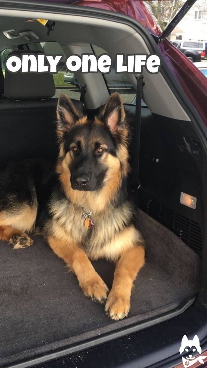 2bpaws's tweet photo. How to raise a German Shepherd dog 🐾

**Grooming Routine:** Brush your German Shepherd regularly, check ears, trim nails, and bathe as needed. This helps maintain their coat and overall hygiene.

#ShepherdStyle
#GSDAdventures
#GermanWoof
#ShepherdSnuggles
#GSDmajesty https://t.co/OqyPBHfCxg