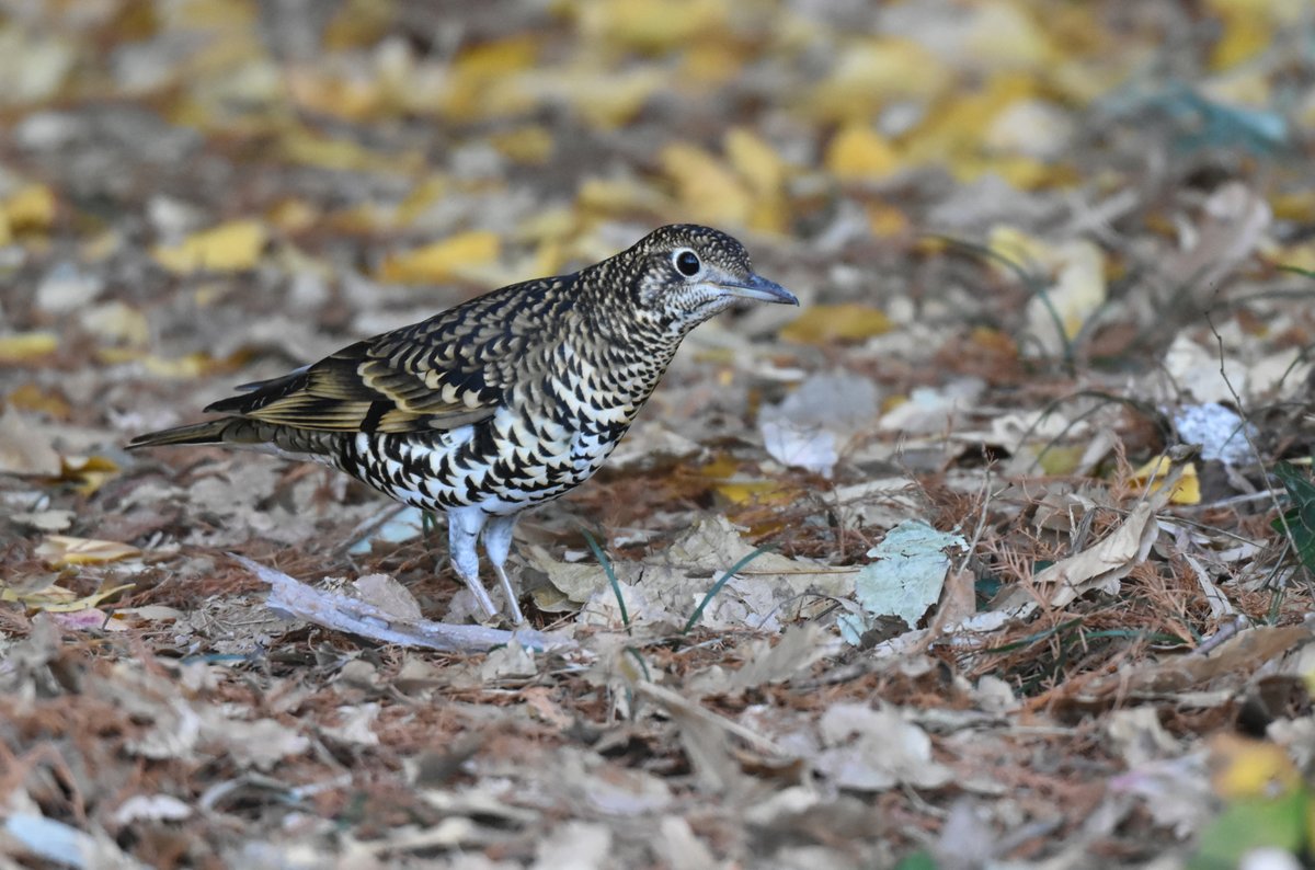 woodsbird81's tweet photo. 今年もトラツグミがやってきました。
#野鳥観察 #トラツグミ https://t.co/ZOLll7vFtg
