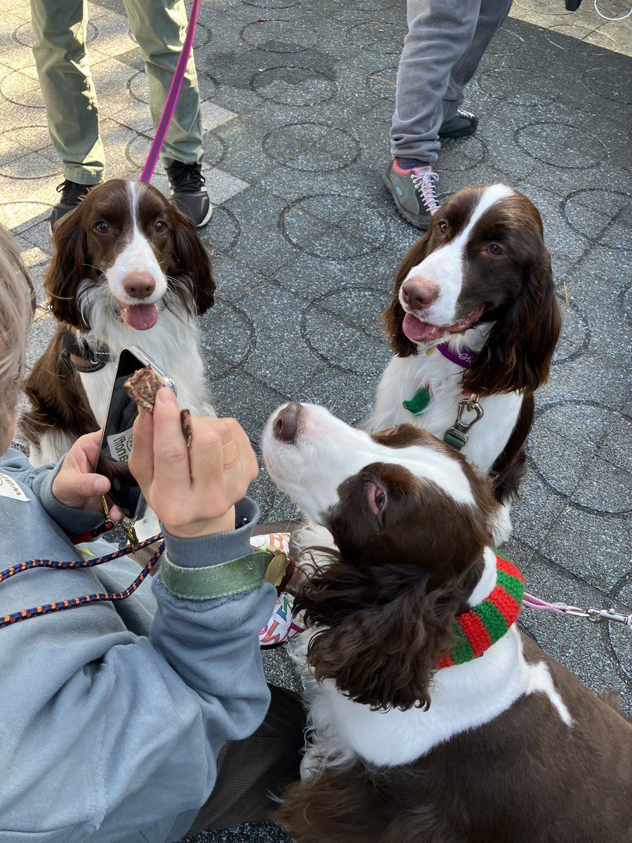 Gio_nomainichi's tweet photo. 名古屋港のわんだらけに行ってきました🐶🐶🐶
プチスプオフ会参加できました✨
スプリンガーはやっぱりかわいいな😌
#犬のいる暮らし
#犬好きさんと繋がりたい
#イングリッシュスプリンガースパニエル
#EnglishSpringerSpaniel
#わんだらけ
#名古屋港 https://t.co/Ov0Mg0fJfO
