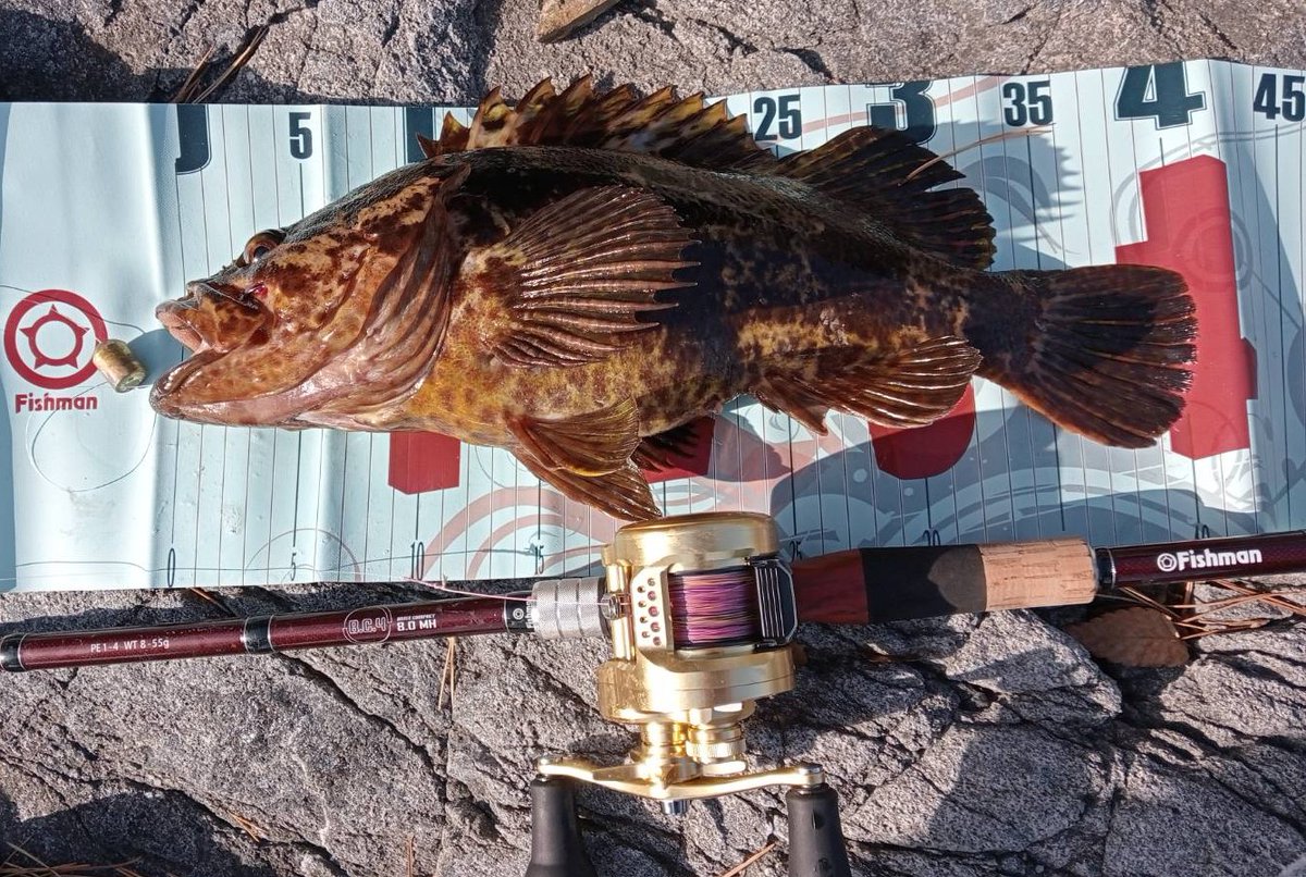 fish_rewrite_2's tweet photo. Priceless Fish!!
#Fishman
#BC4 #80MH
#カルカッタコンクエストMD https://t.co/wTypWQwf9p