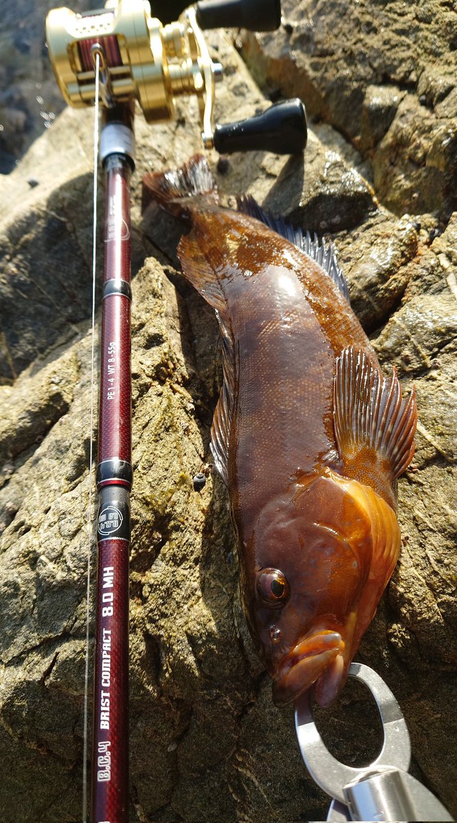 fish_rewrite_2's tweet photo. Priceless Fish!!
#Fishman
#BC4 #80MH
#カルカッタコンクエストMD https://t.co/wTypWQwf9p
