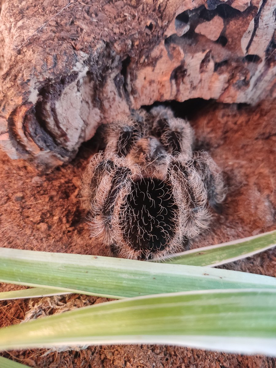 Look at that big booty OwO #tarantula #spider