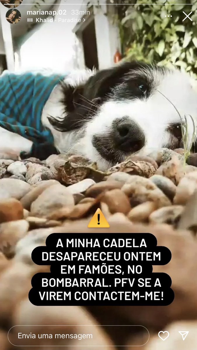 msmaveres's tweet photo. ⚠️⚠️⚠️⚠️ a lota desapareceu no bombarral, ela é muito meiga, se alguém souber de algo que mande mensagem à @fairymary02 RT PLS https://t.co/3Li8aseYoR