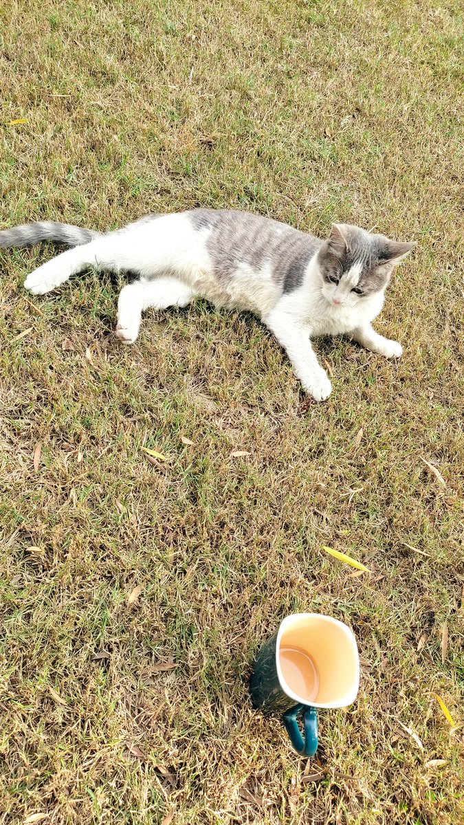 TariqAfridiPR's tweet photo. When a totally unexpected but absolutely welcomed visitor comes around.
#SundayMorning #WeekendCompany https://t.co/yLaKZlX7oe