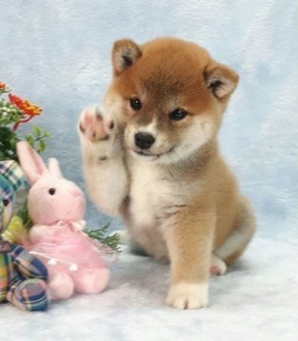 dogeofficialceo's tweet photo. https://t.co/4vARsk3YES