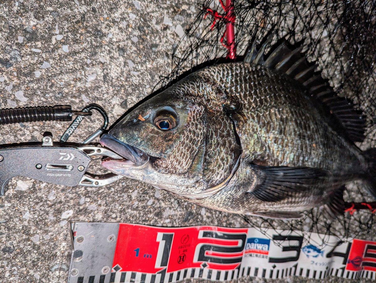 oni03's tweet image. シルバーウルフAIR７６とベイトリールSV TW 1000XHLのタックルで５回の釣行で４５ＵＰのクロダイを５枚釣りました。キャスト・ベイトリールを使うのは生まれて初めてですが、やはりシルバーウルフAIR７６のバランスが秀逸で本当に神ロッドだと感心しながら使っています♪