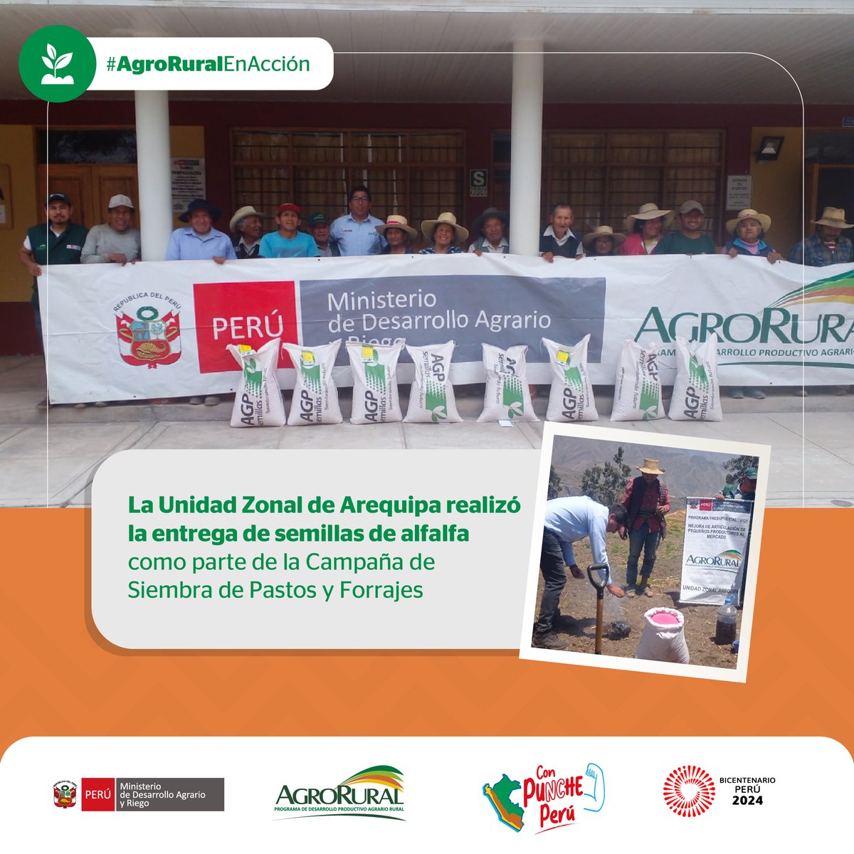 agroruralPER's tweet image. #Arequipa 📍| En el marco de la Campaña de Siembra de Pastos y Forrajes, se realizó la entrega de semillas de alfalfa dormancia 8 a 10 a los productores del sector de #Pampachacra, distrito #Viraco, provincia #Castilla.