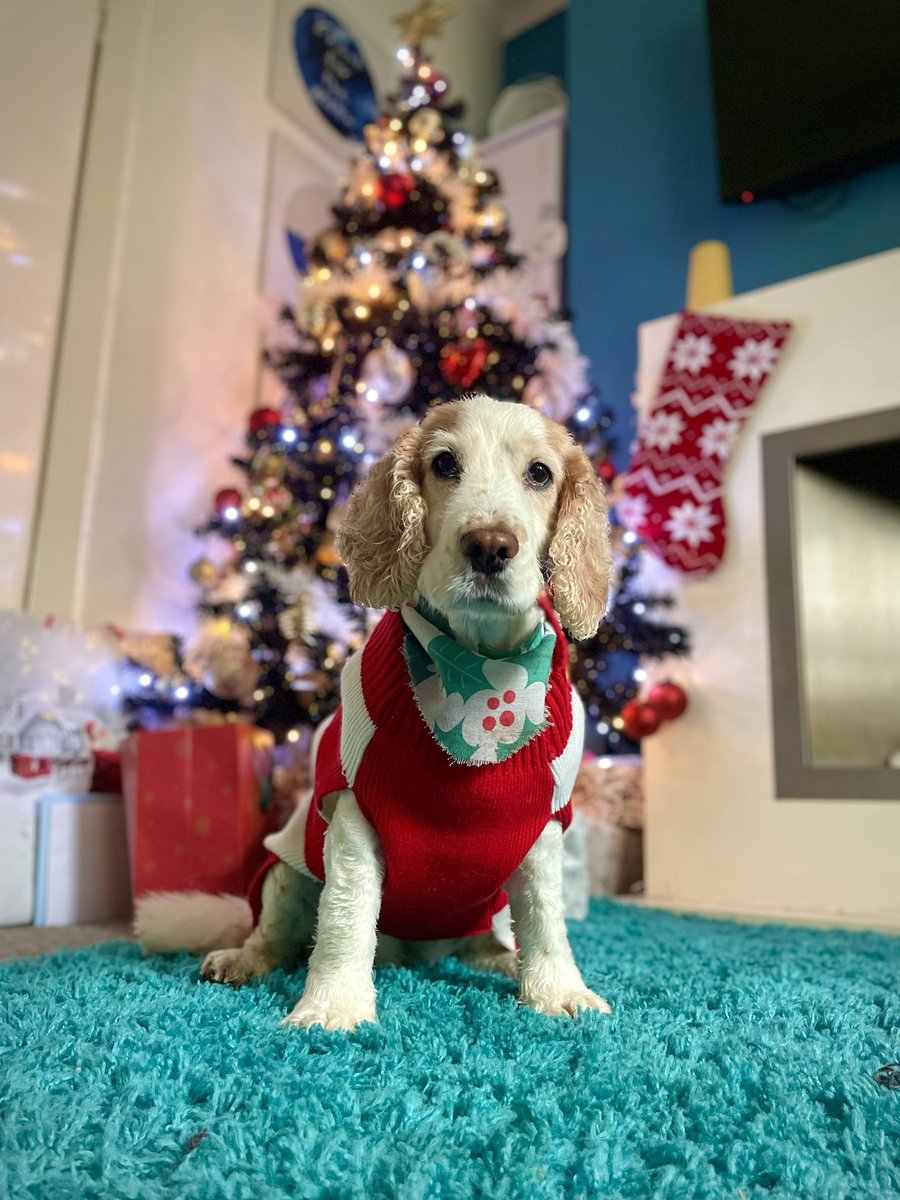 HewittGPro's tweet photo. Pippa wants to wish everyone a Merry Crimbo
.
.
.
.
#cockerspaniel #dog #dogs #dogoftheday #cockerspanielworld https://t.co/WS9LMH5aft